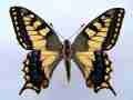 Papilio machaon (cold shock abb B) (Internet Image property of respective owner, non-commercial use only)